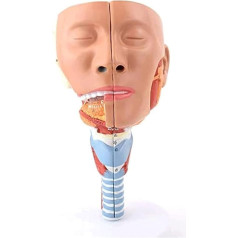 AXSMD Orgelmodell Modell der Nasen-Mund-Rachen-Höhle, anatomisches Modell des menschlichen Rachenmuskels und des Kehlkopfes, lebensgroß für den medizinischen Studienunterricht Anatomiemodell