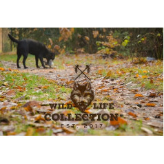 Zen-Kat Wild Life Dog Rabbit