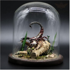 QWWZVQHJ Steam Punk Rainforest Specimen Ecological Micro Landscape Ornaments Handmade Gift for Home Decoration Collectibles