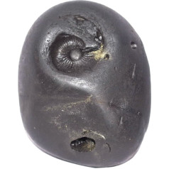 Редкий большой Лаксми Ганеша Курма Говардхан Шалиграм - река Гандаки Непал, окаменелость, окаменелость