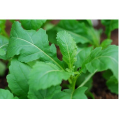 Портал Cool 200 Semi In Rocket Wasabi