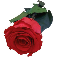 Вечная роза натуральная сохраненная Идея подарка для мамы девушки бабушки сестры подруги жены юбилей день рождения рождественский подаро