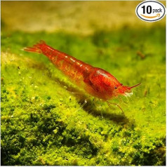 Красная гавайская креветка Halocaridina Rubra Карликовая креветка для аквариумов с солоноватой водой - легко выращивать креветок в аквариуме, набо