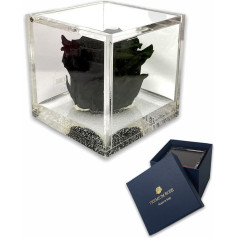 S 101 Роскошная Роза Стабилизированный Реальный Куб Плюс Толстый Куб Роскошь 8 и Роскошная Подарочная Коробка Розовый Стабилизированный Кра