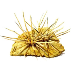 acrosalenia hemicidaroides (doppelt) Seeigel Ископаемое (Fossilien) OURSLAN44