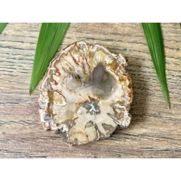 SCOCCA Пластина из окаменелого дерева, деревянный диск, образец кристаллического драгоценного камня, минеральный образец камня Рейки