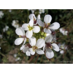 Васаби руккола diplotaxis erucoide 250 пол