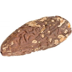 NaDeco Семена ореха тика, размер около 6-10 см, для выворачивания и декорирования, семена тика, орех рафия, ядро рафии, рафия фаринифера, орех раф