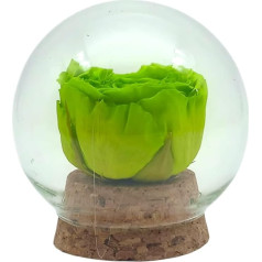 Вечная роза Genérico, зеленая, мини-купол, вечная зеленая роза, сохраненные цветы, сохраненные цветы.